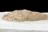 Lower Turonian Fossil Fish - Goulmima, Morocco #76399-3